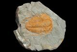 Cambrian Hamatolenus Trilobite - Tinjdad, Morocco #173253-1